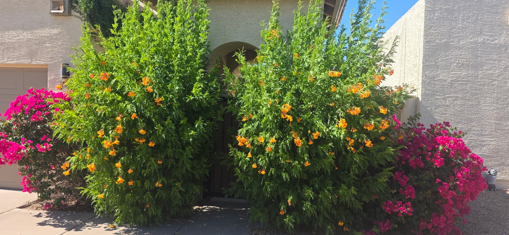 Before landscaping cleanup of overgrown plants by Smiley's Landscaping LLC