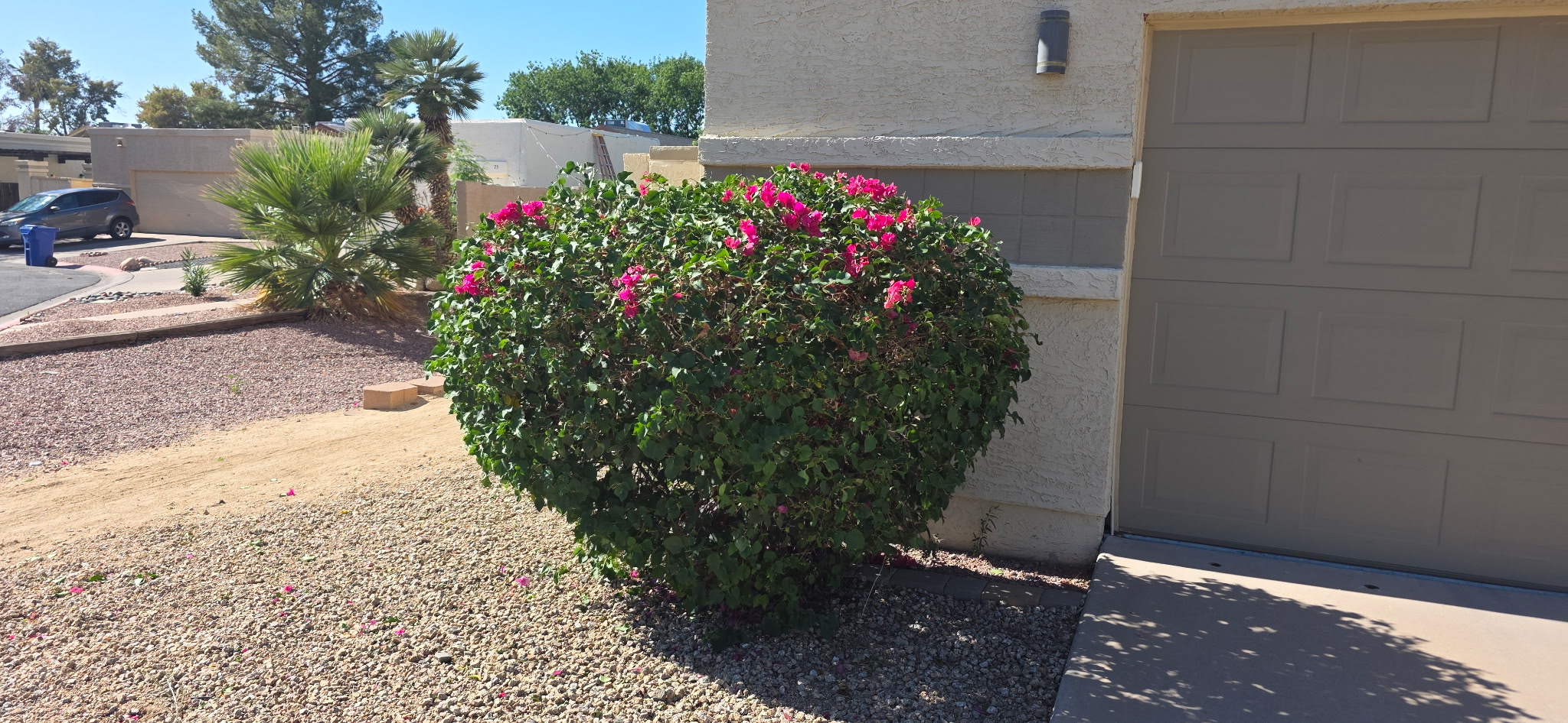 After overgrown plant cleanup for a Phoenix Metro landscape
