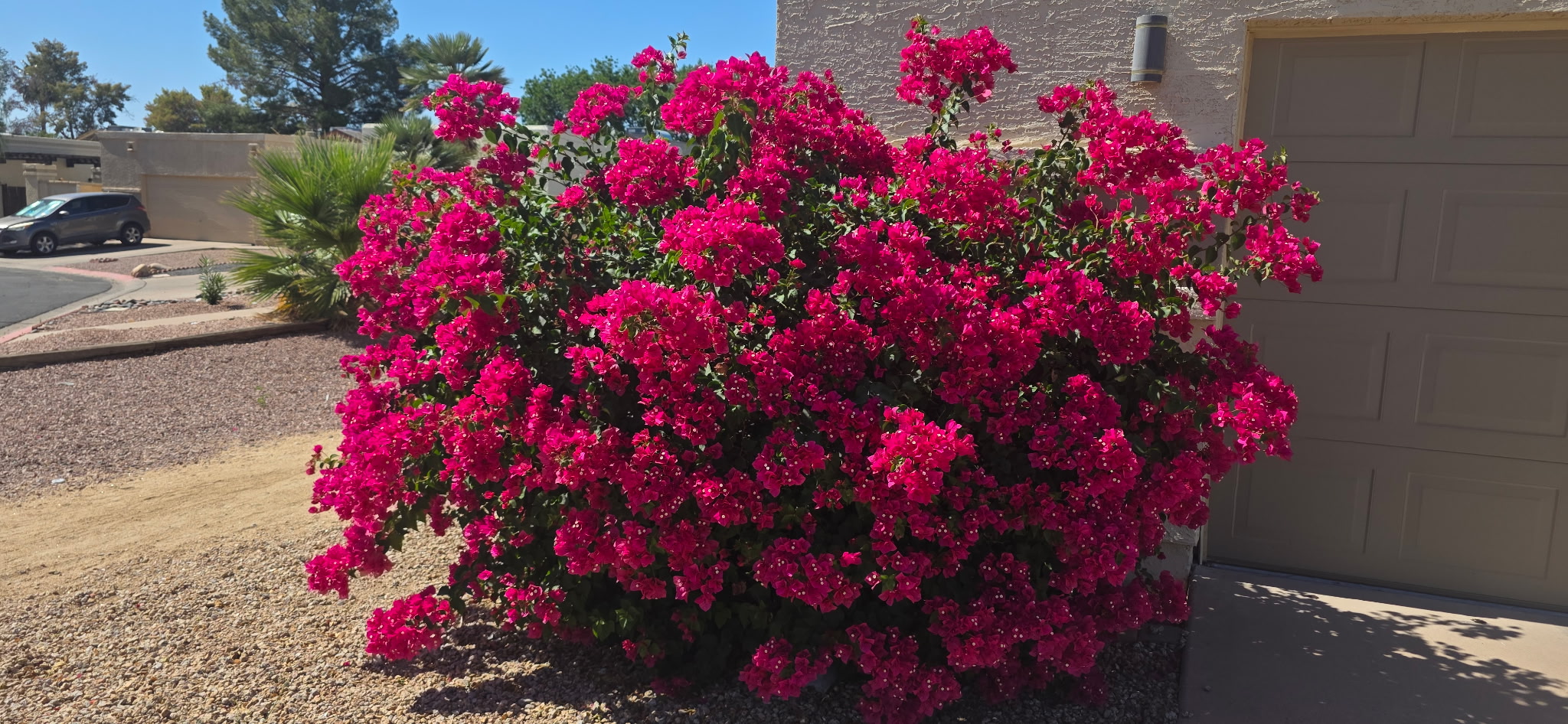 Before overgrown plant cleanup for a Phoenix Metro landscape