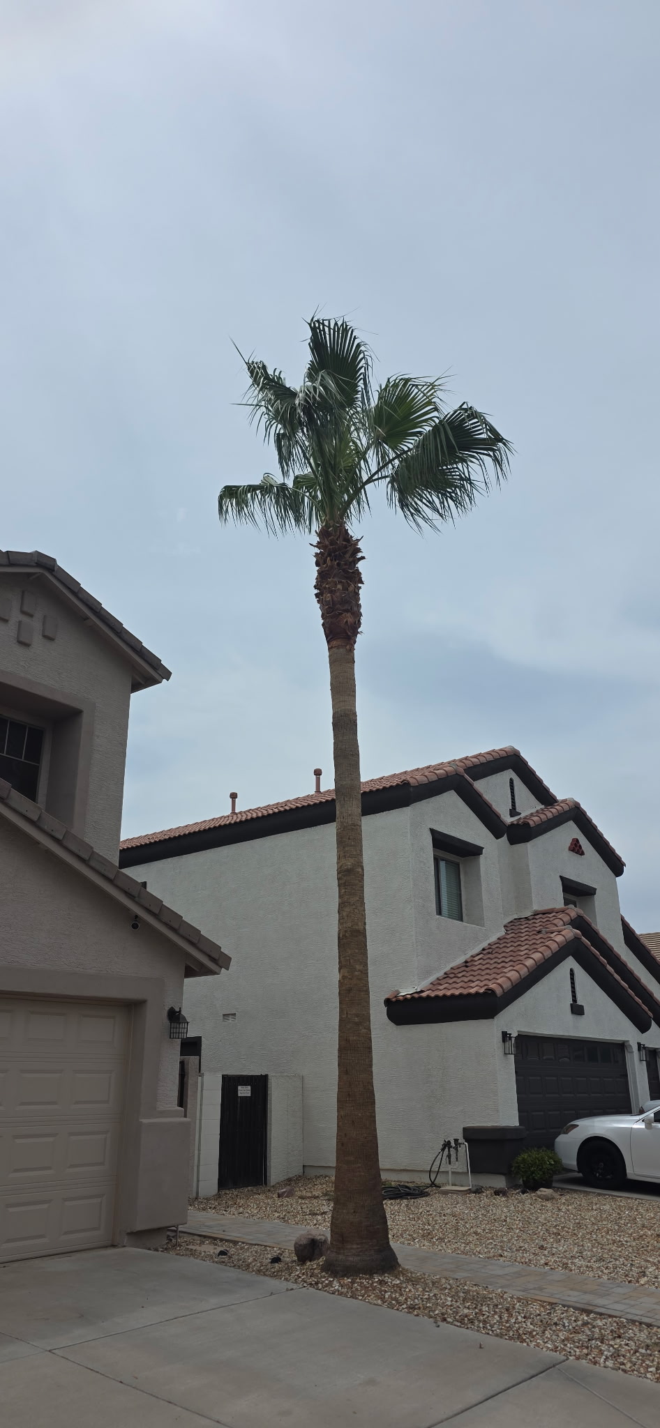 Tall palm tree after trimming with a cleaner crown for high wind season