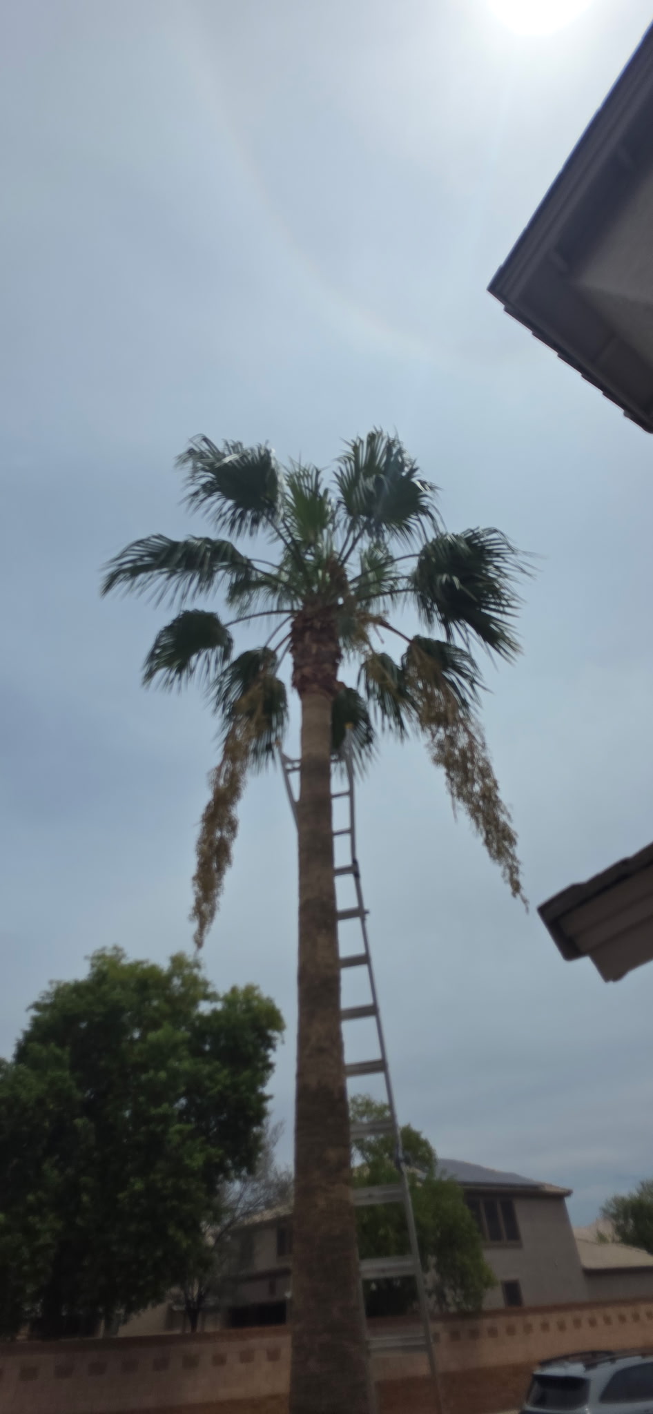 Tall palm tree before trimming with dry fronds hanging before monsoon season