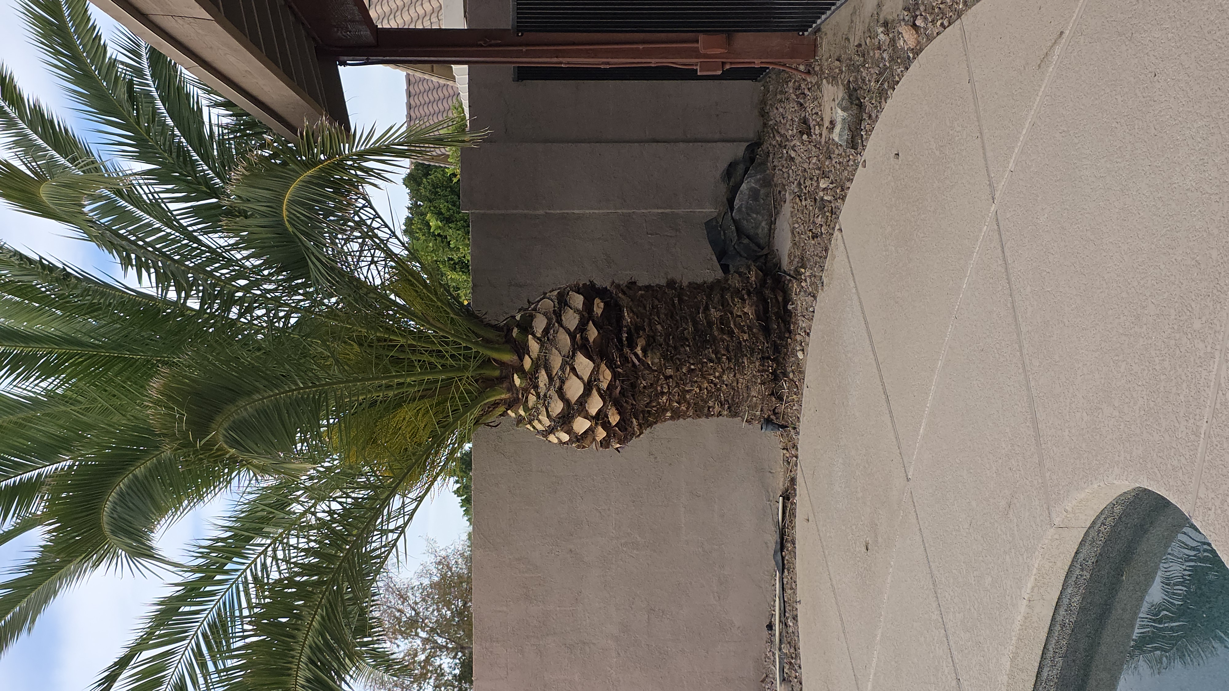 After palm tree trimming with a cleaner canopy ready for monsoon season
