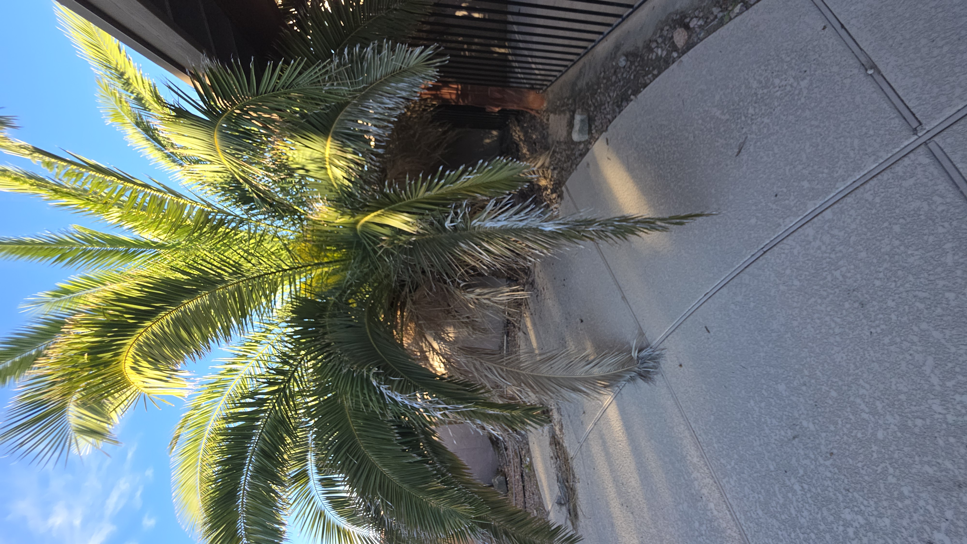 Before palm tree trimming with heavy low fronds before monsoon winds in Phoenix