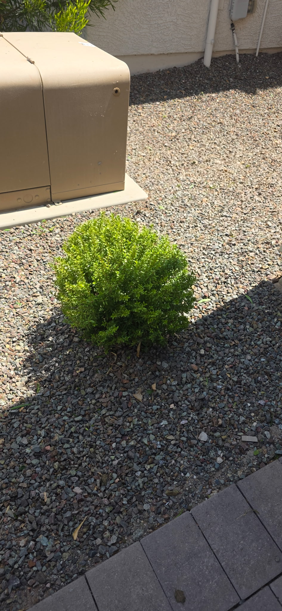 After weed control and landscaping service near Glendale Arizona
